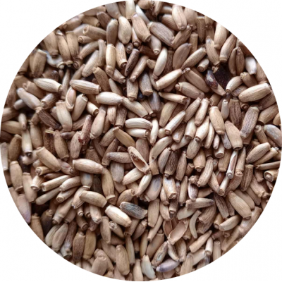 Chá de Cardo Mariano Chá de Cardo Mariano