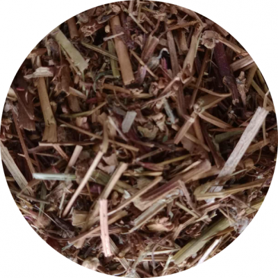 Chá de Erva de São Roberto Chá de Erva de São Roberto