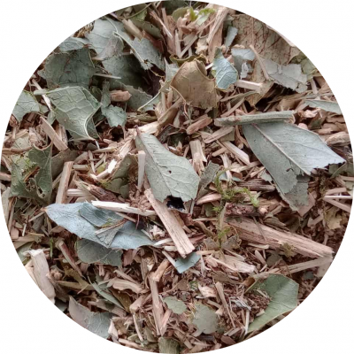 Chá de Espinheira Santa Chá de Espinheira Santa