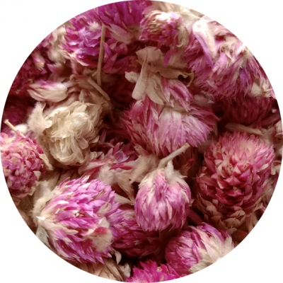 Chá de Perpétuas Roxas